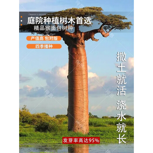 Rare succulents imported from Africa, rare species saplings, potted bonsai root fruits, baobab seeds, 10 baobab seeds + rooting powder