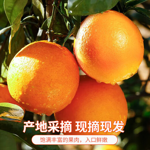 Collection of fresh Jiangxi and Gannan navel oranges, seasonal fresh orange fruits, freshly picked and shipped for holiday gifts, including box of 10 Jin Jin equal to 0.5 kg, net weight of 9 Jin Jin equal to 0.5 kg, preferred fruit 150-230g