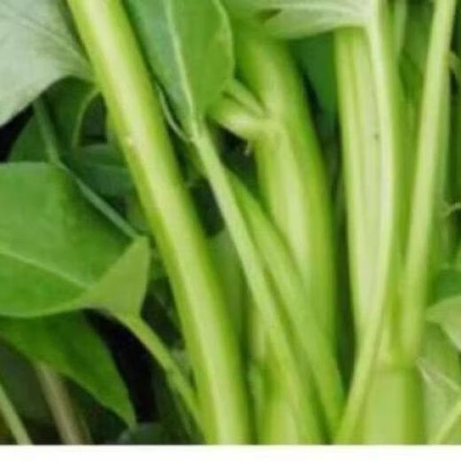 Large-leaf three-pronged high-yielding water spinach seeds in field farmyards, four-season green cabbage seeds, vegetable seeds, larvae seeds, A water spinach seeds 1 pack