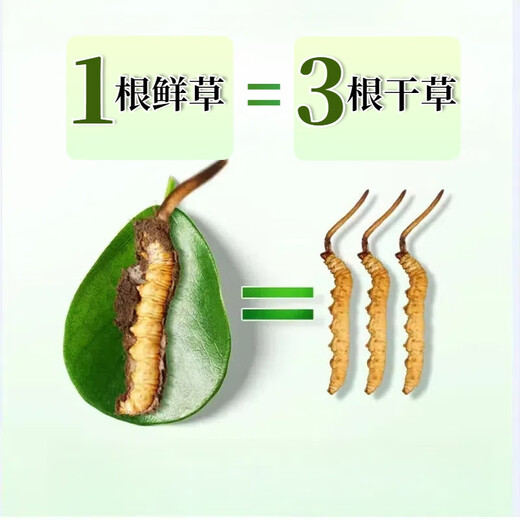 2025年头期鲜草新鲜冬虫夏草正品鲜虫草天然鲜虫草营养滋补送礼 西藏鲜草0.8-0.9克/条 20条送1条 冬虫夏草  顺丰发货