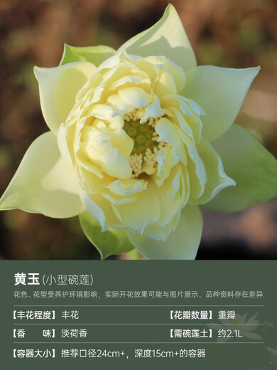 Bol miniature Lotus Semis de lotus Plantes hydroponiques Lotus Small Lotus Se semis racines racines Lotus Whip Se semis de jardin Fleurs en pot Naked Lotus Topaze [Small] 8-15cm
