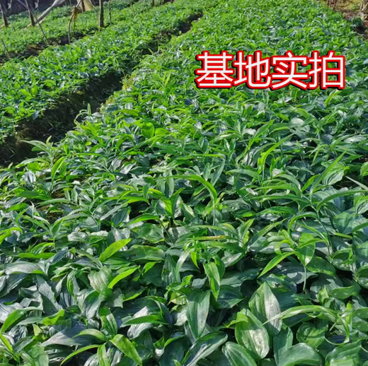 Polygonatum Planting Seedlings, Polygonatum Seeds, Fresh Chicken Head Polygonatum Seedlings, Tiger Ginger Seedlings, Nourishing Medicinal Materials, Golden Seedlings, Polygonatum Seeds with Leaf Stems, 10 Planting Seedlings a Year