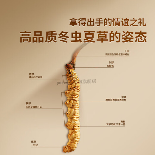 同仁堂【正宗同仁堂品牌】北京同仁堂冬虫夏草官方3条/g大虫草礼盒官方 全家滋补-[约5条/克]-100g