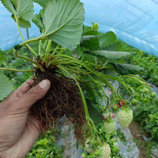 [1421 people collect] (can eat strawberries in 20 days) Potted strawberry seedlings of red beauty, four seasons, strawberry seedlings in the south and north (Red beauty, strawberry bare root) Fruit sweet, with flowers and fruits, strong seedlings [12] Fruits full of pots
