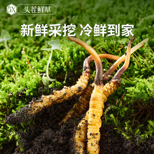 Ayishe The first fresh Cordyceps sinensis fresh Cordyceps gift box in 2025 is delivered to the elders in the Dragon Boat Festival gift 0.6 grams/root 30 gift boxes