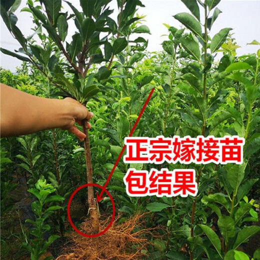 Qili's new variety of extra-large bee-sugar plum seedlings, seedless plum saplings, drought-resistant and cold-resistant, southern and northern planting seedlings, fruit tree seedlings, new varieties of extra-large bee-tang plums, five-year seedlings