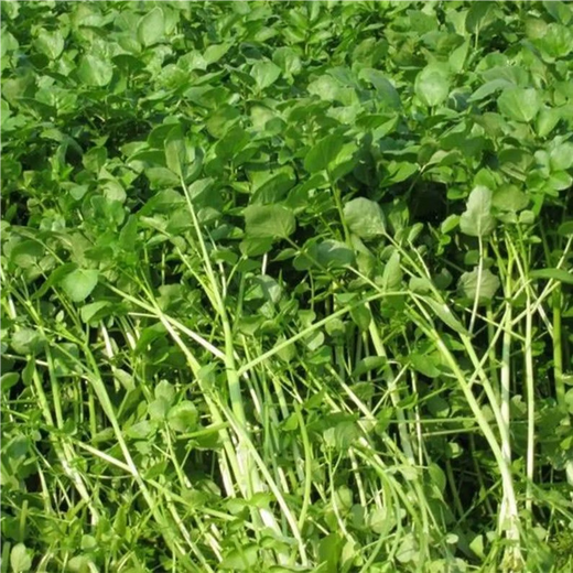 Xiangbin Four Seasons Guangdong Watercress Seeds Field Planting Wild Aquatic Balcony Easy to Plant Live Vegetable Seeds Watercress Seeds Watercress Seeds 3g Original x10 Pack