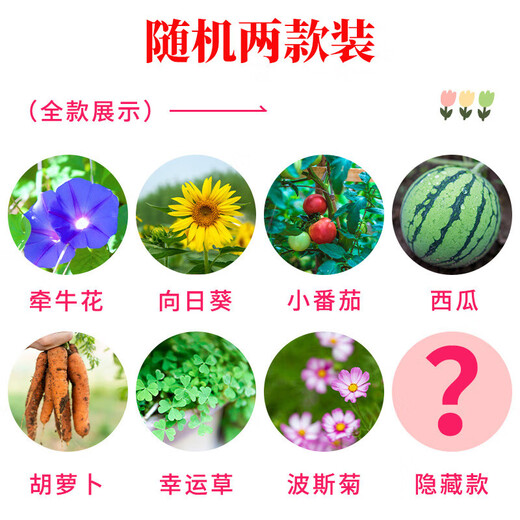 植物盲盒小盆栽绿植幼儿园小礼物室内种植蔬菜种子小学生桌面观察 植物盲盒【随机2盒】