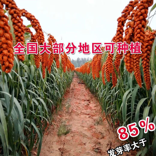 Лиланг Семена риса Просо Семена проса Red Calcium Valley Восковой Желтый Valley Кукурузное просо Red Valley Маленький ароматный рис Цельнозерновой Red Valley 2000/100 г Желтый рис Red Valley