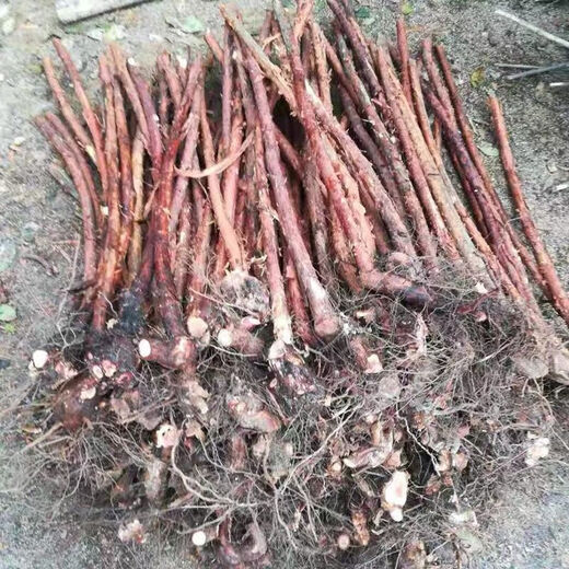 Mountain woody red thorn root green plant potted grafted rose flower log material courtyard bonsai bifurcated old pile 168 pieces does not include pots