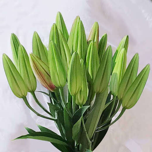 Perfume lilies multi-headed flower bouquets wholesale Yunnan Kunming base freshly picked straight hair water to grow real flowers 10 pink perfume lilies Free flower preservative when placing an order