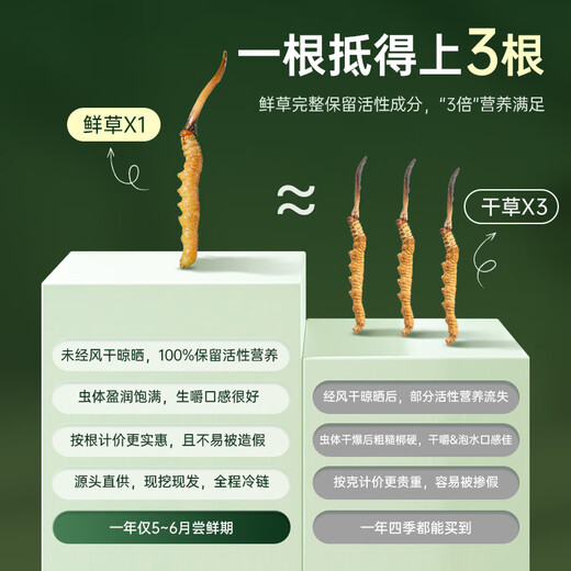 Guokuntang [Chinese Academy of Sciences Traceability] Fresh Cordyceps sinensis Nagqu, Tibet. Wild first-stubble fresh Cordyceps gift box Nagqu fresh grass 0.5-0.6g/root 30 roots [Excellent value for monthly payment]