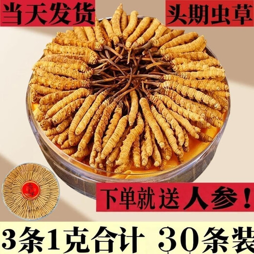 Ausgewählte Cordyceps sinensis cordyceps sinensis hoher Höhe des Kopfstadiums Cordyceps sinensis Geschenkbox verfügbar. 2 1 Gramm Cordyceps sinensis in Tibet Nago Cordyceps sinensis 2 Stücke Cordyceps sinensis 1 Gramm