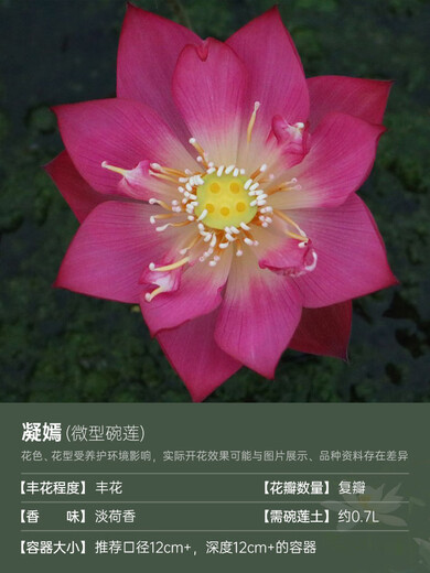 微型碗莲种藕苗水培植物莲花小荷花苗根茎藕鞭苗庭院花卉盆栽裸藕 凝嫣【微型】 8-15CM