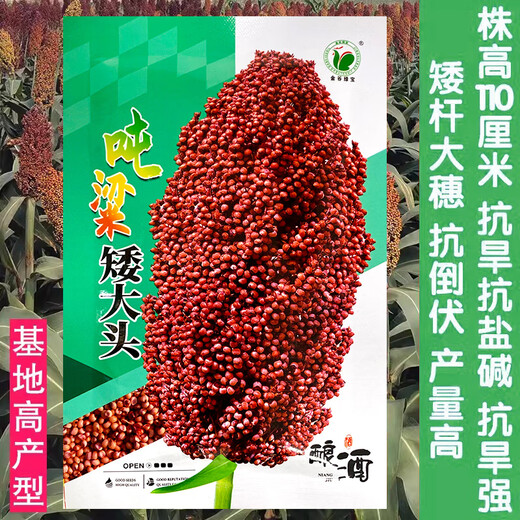 Dwarf wine glutinous sorghum king super-ton iron dwarf big-head red sorghum seed dwarf bird-resistant brewing type high-yield sorghum ton-beam short big-head sorghum 50 grams