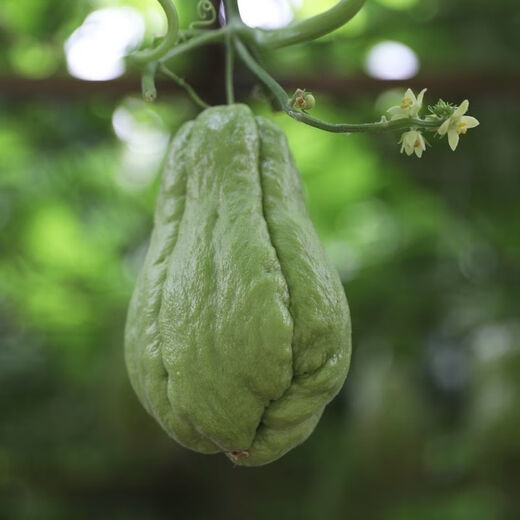 Shop Chayote Early Ripening Extra Large Chayote Vegetable Climbing High Yield Disease Resistant Perennial Melon Affordable Price High Yield Good - 20 Count - Net Seeds Chayote Seeds