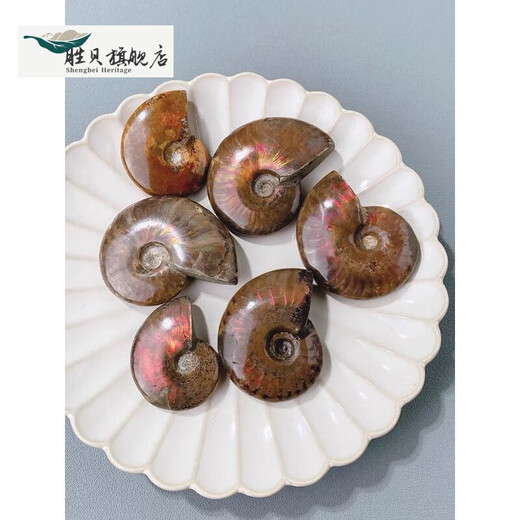 Shengbei Natural Ammonite Snail Fossil Colorful Ammonite Biological Fossil Raw Stone Specimen Ammonite Gemstone Ornament Children's Popular Science 6-7cm One