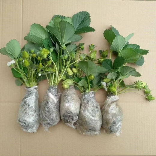 [1421 people collect] (can eat strawberries in 20 days) Potted strawberry seedlings of red beauty, four seasons, strawberry seedlings in the south and north (Red beauty, strawberry bare root) Fruit sweet, with flowers and fruits, strong seedlings [12] Fruits full of pots