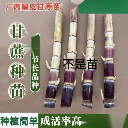 Guangxi authentic black-skinned sugarcane seedlings seedlings sugarcane seeds wholesale potted plants can be planted crispy and sweet, can be planted in the north and south, black-skinned 500 pieces, Guangxi sugarcane seedling heads