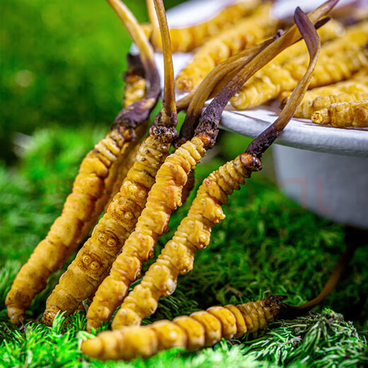 Genuine 2025 fresh Cordyceps sinensis stubble Cordyceps sinensis 0.8g/root of fresh Cordyceps sinensis SF Express cold chain shipment Tibet fresh grass 1.4-1.6g each of 20 pieces of 1 free
