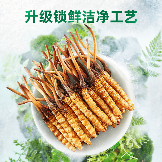 紫蓝花海新鲜冬虫夏草头茬鲜虫草自用送礼佳品礼盒装 1.1-1.2克/根 100根