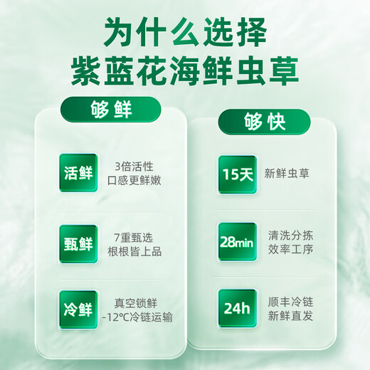 紫蓝花海新鲜冬虫夏草头茬鲜虫草自用送礼佳品礼盒装 1.1-1.2克/根 100根