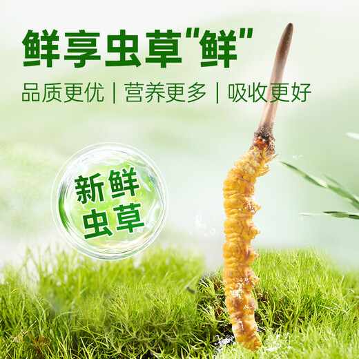 Yuanjiang grass fresh Cordyceps sinensis 2025 Fresh Cordyceps nourishing nutritional products [2025 Fresh Cordyceps] 0.8-0.9g/root-50 roots