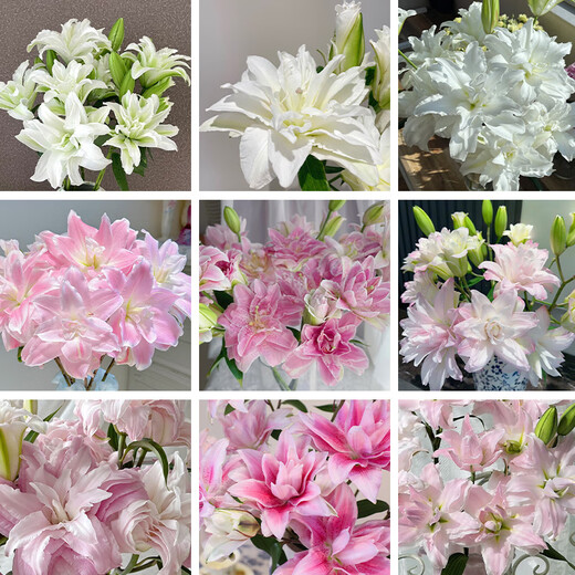 Three-headed double lily, 1 random color