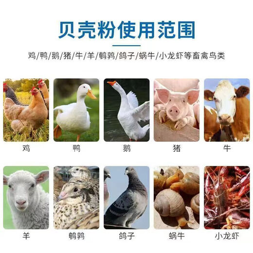 Factory direct sales of high calcium shell powder, clam shell powder to prevent soft eggs from being laid, calcium supplement to feed pigeons, chicken feed thickness, shell powder 1-2mm small particles (specialized to prevent egg pecking, calcium supplement 40Jin Jin is equal to 0.5 kg