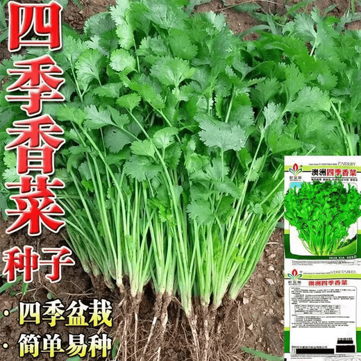 Four-season large-leaf coriander seeds, balcony potted coriander, four-season easy-to-grow vegetable seeds in farm fields, four-season large-leaf coriander seeds packed randomly & four-season fast-growing coriander seeds 1 pack, about 900 seeds, free fertilizer