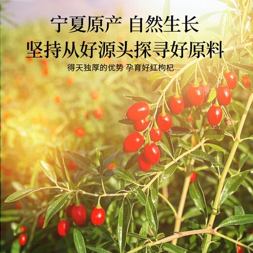 朕皇北京同仁堂宁夏特优级枸杞子无硫熏泡水泡酒免洗枸杞大粒罐150g