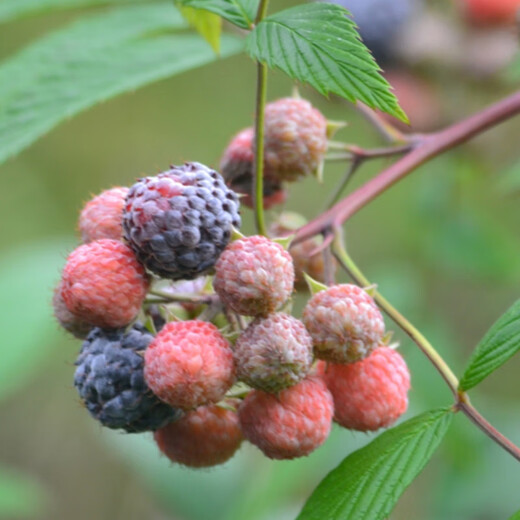 Yunnan's new thornless black bubble seedlings, thornless yellow bubble garden flowers, four-season green plants, original pots, original soil delivery, 1 thornless raspberry seedling