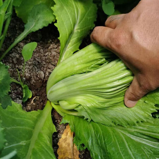 Shuidong sweet mustard seeds, Guangdong pickled cabbage, heat-resistant field farm high-yielding four-season vegetable seeds, Shuidong sweet mustard seeds, randomly packed, original 2 packs, about 2010 grains + fertilizer