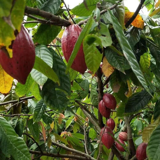 Cocoa fruit seeds Hainan tropical fruit chocolate making edible raw materials sowing perennial trees in spring and summer Cocoa fruit seeds 5 capsules + fertilizer