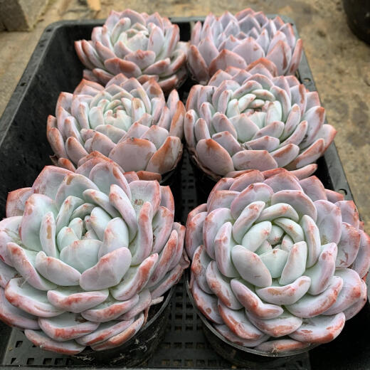 一物一拍框拍橙子冰玉爱天鹅绒麦秆冰魄多肉植物橙梦露多肉橙子 15919厘米 裸根不带土