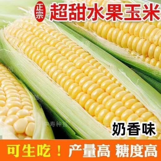 Sweet and crispy fruit corn big sticks, early maturing, fragrant and super sweet corn, eaten raw in the field for all seasons, high quality fruit corn seeds, newly planted in the season - 5 packs, about 256 seeds