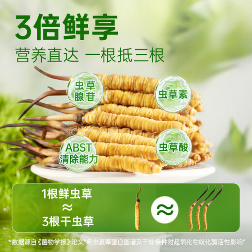 Yuanjiang grass fresh Cordyceps sinensis 2025 Fresh Cordyceps nourishing nutritional products [2025 Fresh Cordyceps] 0.8-0.9g/root-50 roots