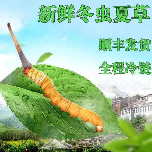 2025年鲜虫草头期正宗新鲜冬虫夏草精选鲜草大草顺丰冷链产直发 西藏那曲鲜虫草每条0.5克10条装
