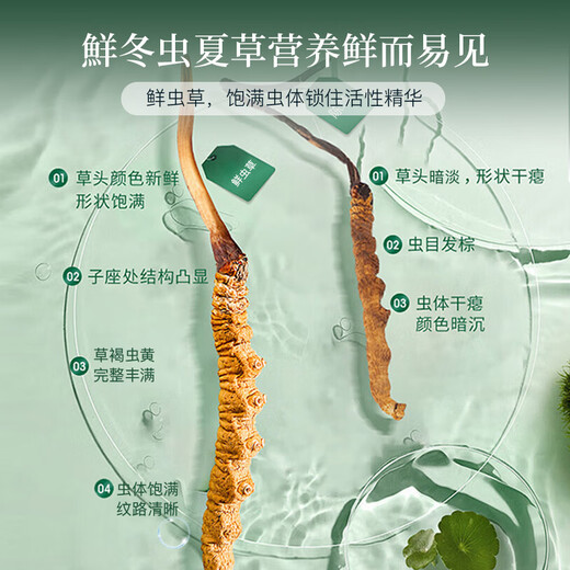 Tongrentang Fresh Cordyceps 27 Подарочная коробка Fresh Cordyceps Fresh Cordyceps. Вся холодная цепь можно проследить до источника. Отправить тонику-фестиваль родителей 0,41 ~ 0,6 г/корень-27