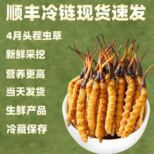 
Luzhangtang 2025 Fresh Cordyceps sinensis Cordyceps SF Express Cold Chain Origin Selected Fresh Grass Selected for Tibet Fresh Cordyceps 1.2-1.4 grams each. 50 pieces