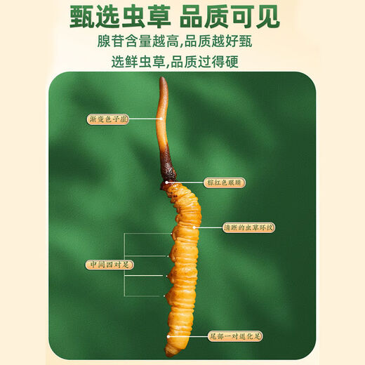 Beijing Tongrentang same quality fresh Cordyceps sinensis 2025 first-year Cordyceps authentic leader high-altitude gift authentic Cordyceps dry brush Lhasa fresh Cordyceps 1.2 grams (cordyceps king) 30 root - 2 roots (32 roots in total)