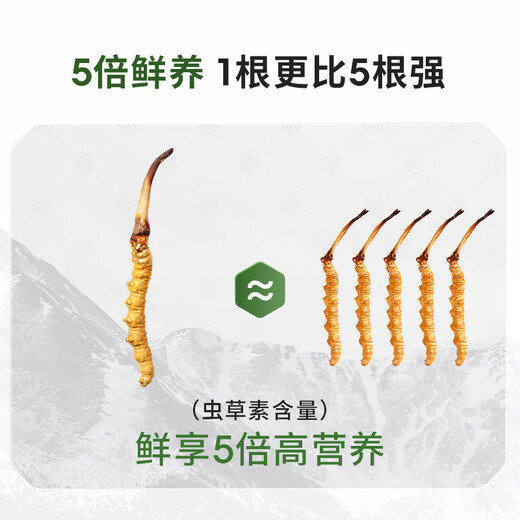 Ayishe Wild Cordyceps sinensis 0,5-0,6 g/100 Wurzeln frischer Cordyceps sinensis in Nagqu, Tibet direkt aus der Quelle