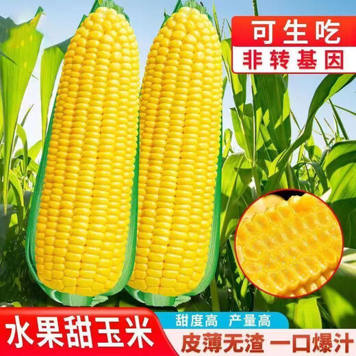 Sweet and crispy fruit corn big sticks, early maturing, fragrant and super sweet corn, eaten raw in the field for all seasons, high quality fruit corn seeds, newly planted in the season - 5 packs, about 256 seeds
