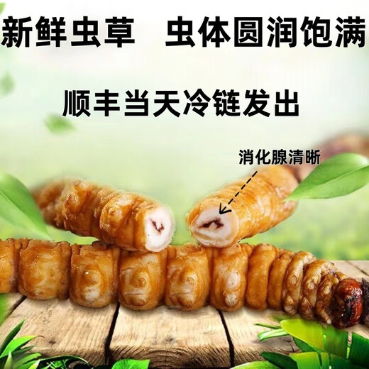2025年鲜虫草头期正宗新鲜冬虫夏草精选鲜草大草顺丰冷链产直发 西藏那曲鲜虫草每条0.5克10条装