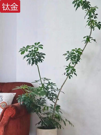 Süße Sämlinge sind alle Arten von Entenfüßen, gut für den Anbau von Blumen, Blättern, große Blätter, Regenschirme, Wohnzimmer im Innenraum grüner Pflanzen, häusliche Topfpflanzen absorbieren Formaldehyd Nr. 2677 Die Höhe beträgt etwa 1,2 Meter ohne Töpfe