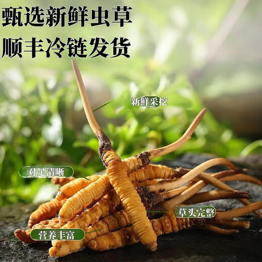 Genuine 2025 fresh Cordyceps sinensis stubble Cordyceps sinensis 0.8g/root of fresh Cordyceps sinensis SF Express cold chain shipment Tibet fresh grass 1.4-1.6g each of 20 pieces of 1 free
