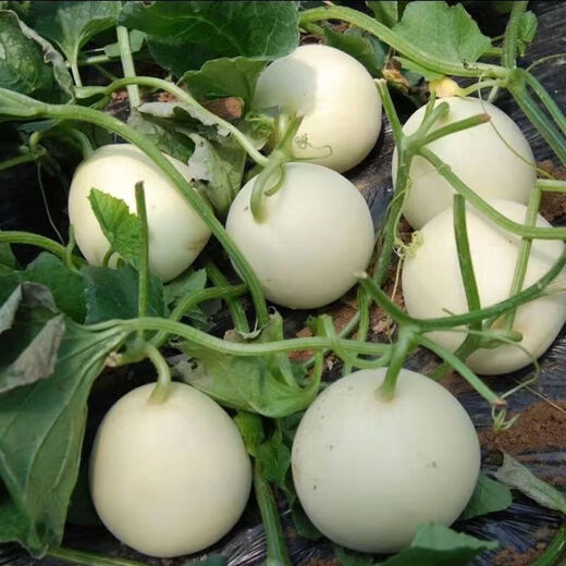 White sand honey melon seeds rock sugar melon seeds cantaloupe seeds spring, summer, autumn and winter balcony potted vegetables A pack of white sand honey melon seeds