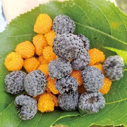 Yunnan's new thornless black bubble seedlings, thornless yellow bubble garden flowers, four-season green plants, original pots, original soil delivery, 1 thornless raspberry seedling