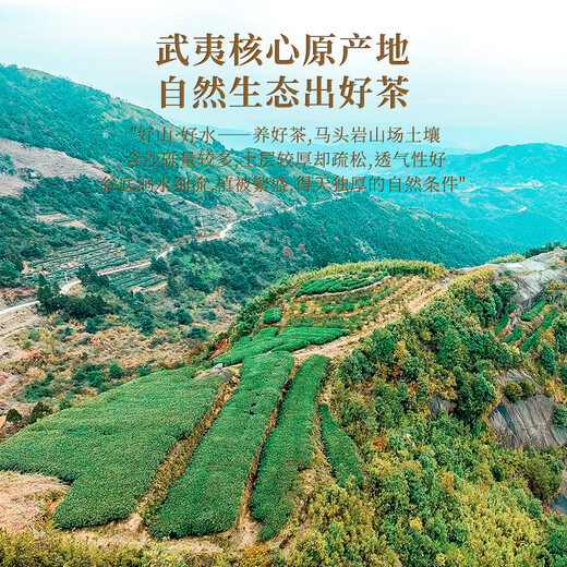 首宴大红袍肉桂两大岩茶组合罐装茶叶乌龙茶正宗武夷岩茶浓香型500g