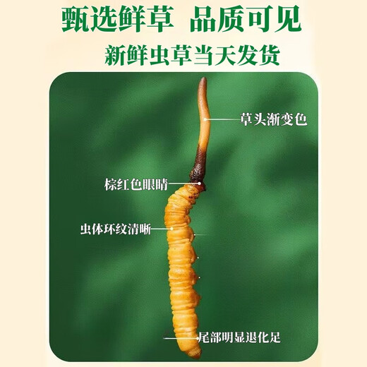 Frischer Cordyceps sinensis Vakuumverriegel